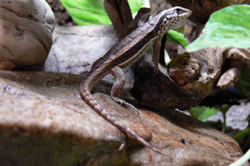 Weiblicher Bunter Maskenleguan (Leiocephalus personatus)