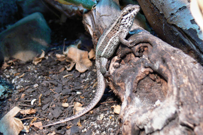 Weiblicher Bunter Maskenleguan (Leiocephalus personatus)