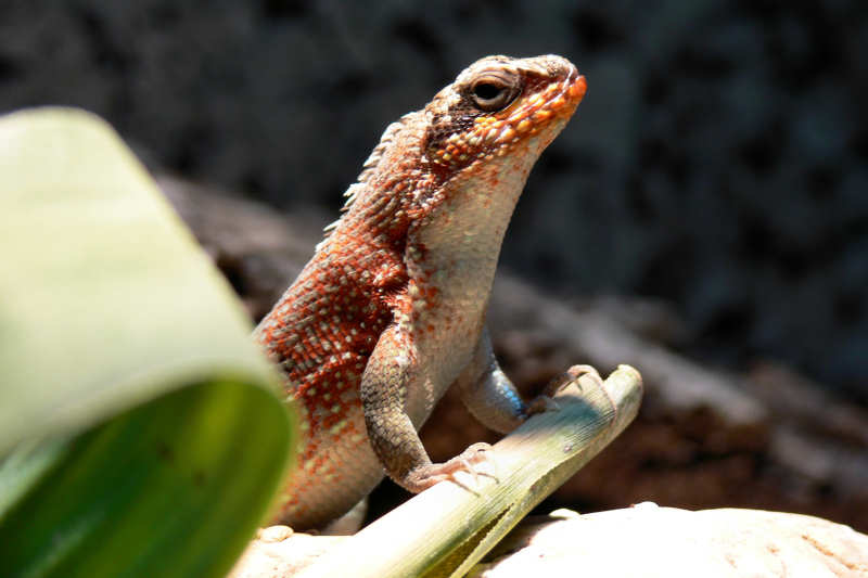 Männlicher Bunter Maskenleguan (Leiocephalus personatus)