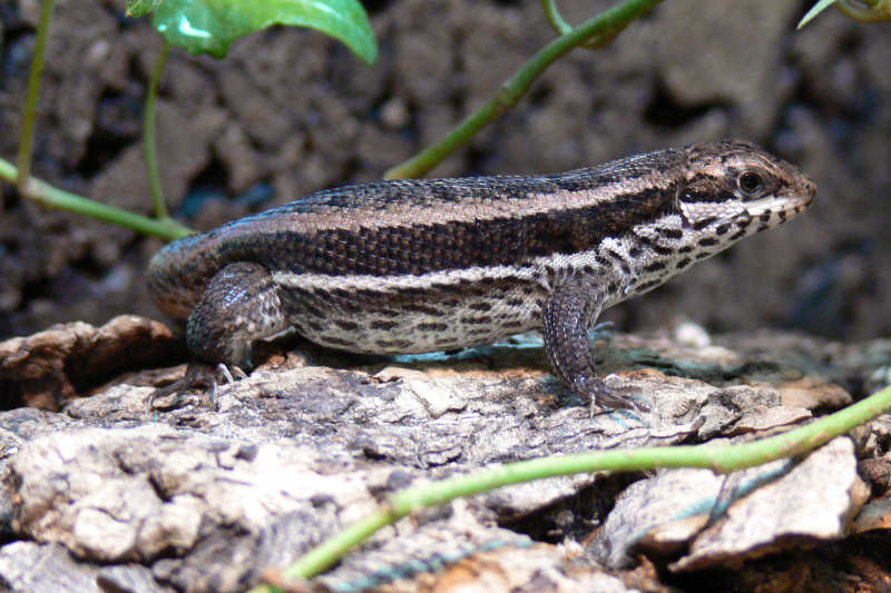 Weiblicher Bunter Maskenleguan (Leiocephalus personatus)