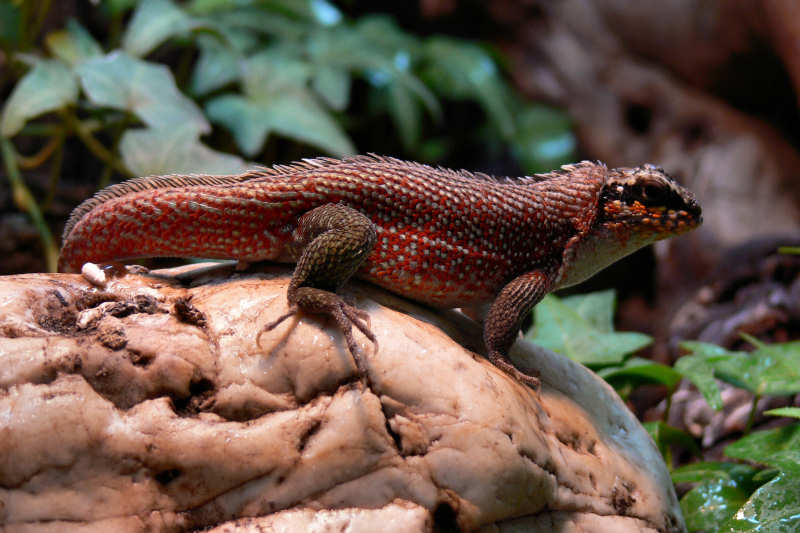 Männlicher Bunter Maskenleguan (Leiocephalus personatus)