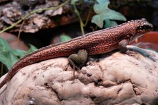 männlicher Maskenleguan (Leiocephalus personatus) bei DahmsTierleben