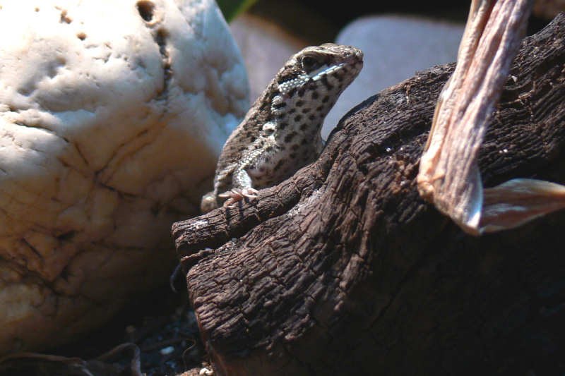 Weiblicher Bunter Maskenleguan (Leiocephalus personatus)