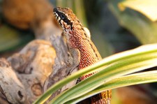 männlicher Maskenleguan (Leiocephalus personatus) bei DahmsTierleben