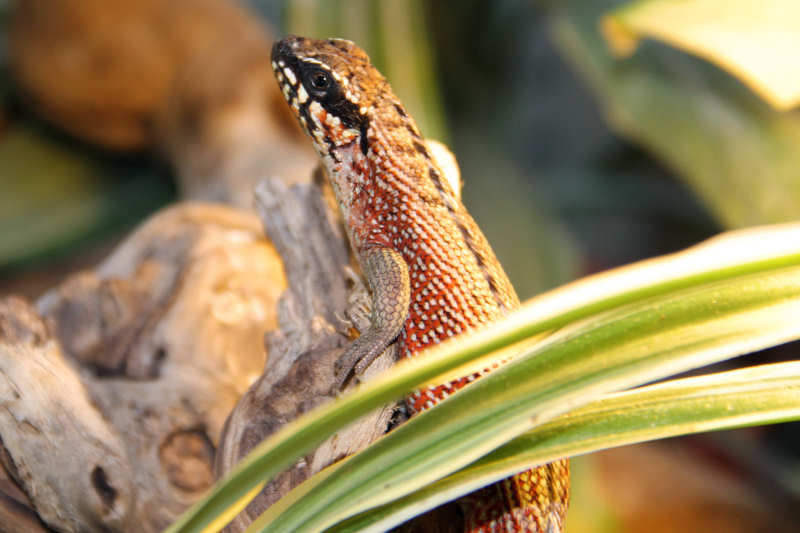 Männlicher Bunter Maskenleguan (Leiocephalus personatus)