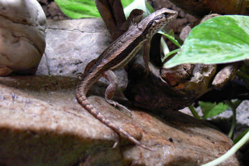 Bunter Maskenleguan Leiocephalus personatus-7