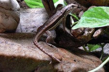 weiblicher Maskenleguan (Leiocephalus personatus) bei DahmsTierleben/