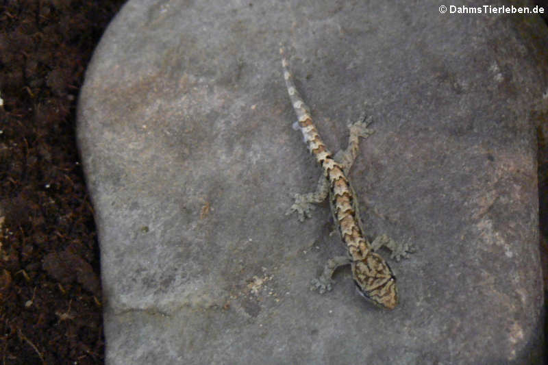 Junger Jungferngecko (Lepidodactylus lugubris)