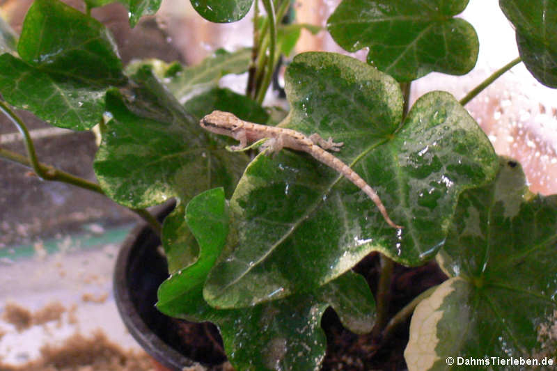 Junger Jungferngecko (Lepidodactylus lugubris)