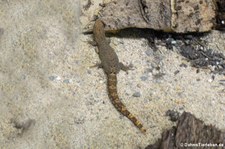 Jungferngecko (Lepidodactylus lugubris) bei DahmsTierleben