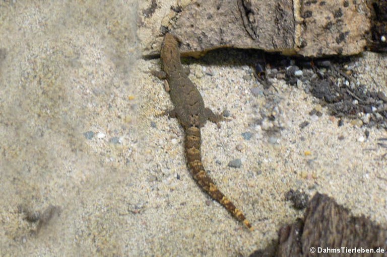 Lepidodactylus lugubris