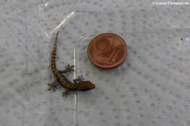 Jungferngecko (Lepidodactylus lugubris) im Größenvergleich