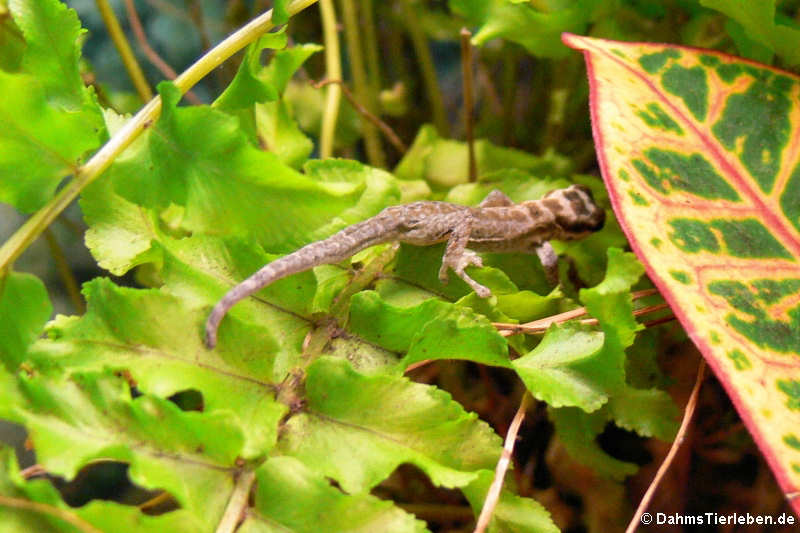 Mombasa Zwerggecko (Lygodactylus mombasicus)