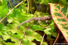 Mombasa-Zwergeckos (Lygodactylus mombasicus), aufgenommen bei DahmsTierleben