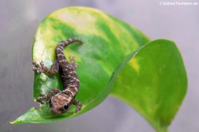Junger Mombasa-Zwergecko (Lygodactylus mombasicus)
