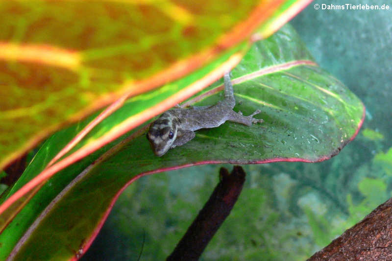 Mombasa Zwerggecko (Lygodactylus mombasicus)