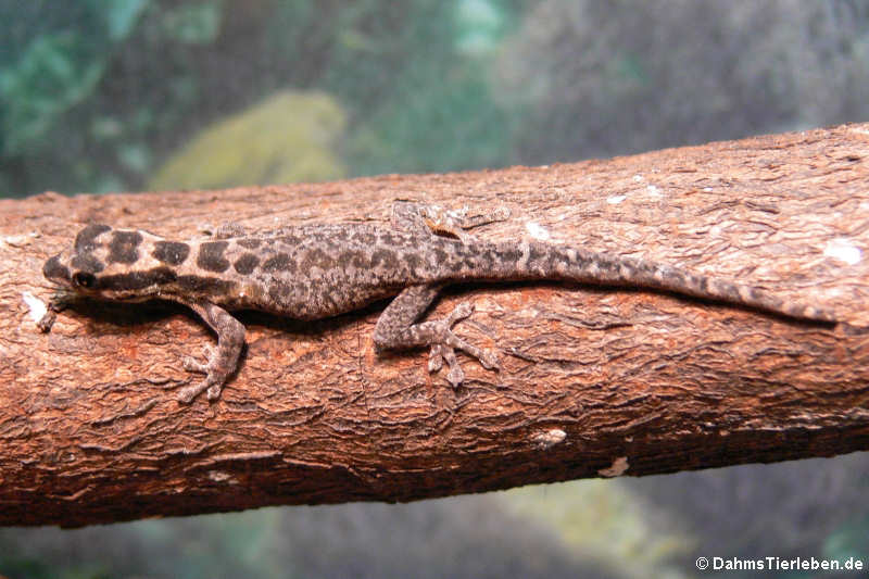 Mombasa Zwerggecko (Lygodactylus mombasicus)