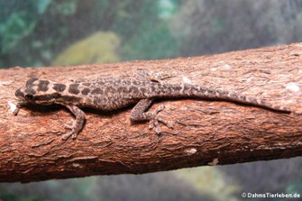 Mombasa Zwerggecko (Lygodactylus mombasicus)