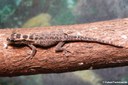 Lygodactylus mombasicus