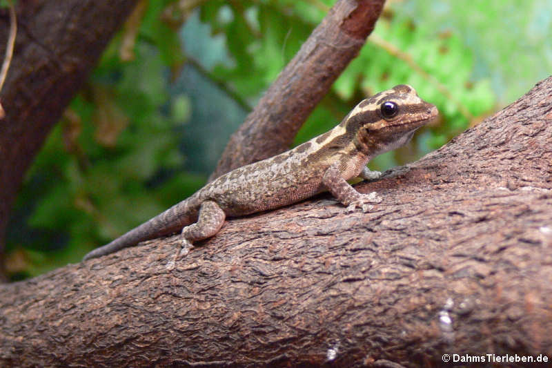 Mombasa Zwerggecko (Lygodactylus mombasicus)