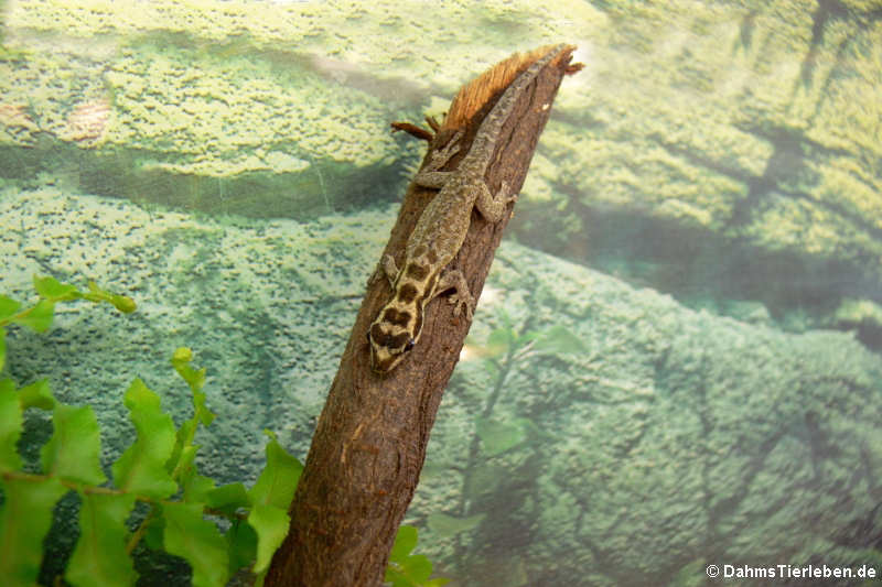 Mombasa Zwerggecko (Lygodactylus mombasicus)