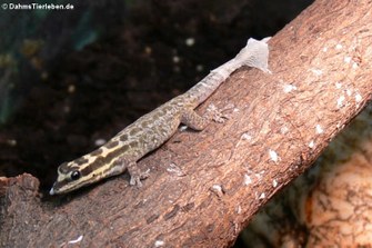 Mombasa Zwerggecko (Lygodactylus mombasicus)