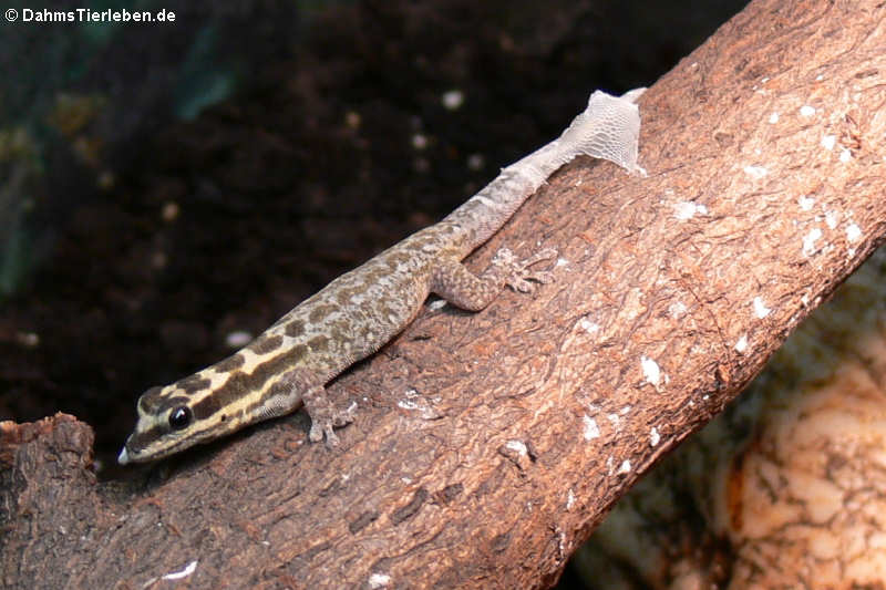 Lygodactylus mombasicus