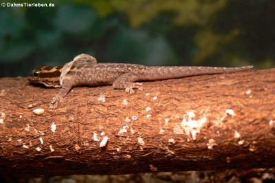 Häutung bei einem Mombasa Zwerggeckos (Lygodactylus mombasicus)