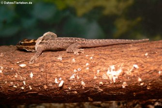 Häutung bei einem Mombasa Zwerggecko (Lygodactylus mombasicus)