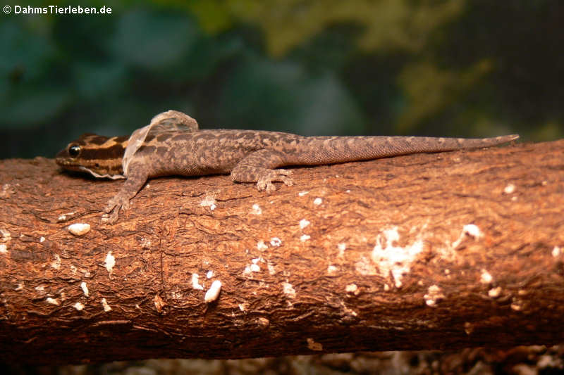 Mombasa Zwerggecko (Lygodactylus mombasicus)