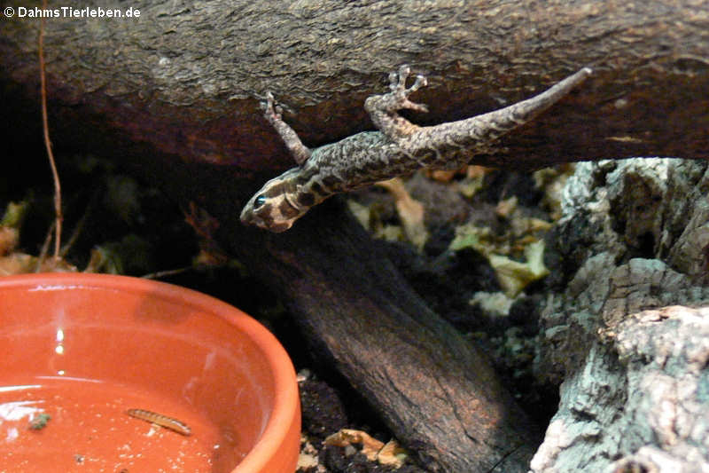 Mombasa Zwerggecko (Lygodactylus mombasicus)