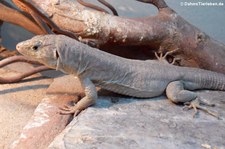 Omaneidechse (Omanosaura jayakari) bei DahmsTierleben