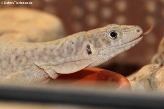 Omaneidechse im Terrarium