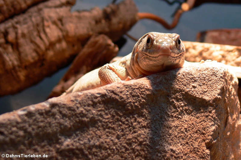 Omaneidechse im Terrarium