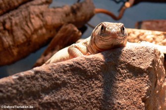 Omaneidechse im Terrarium