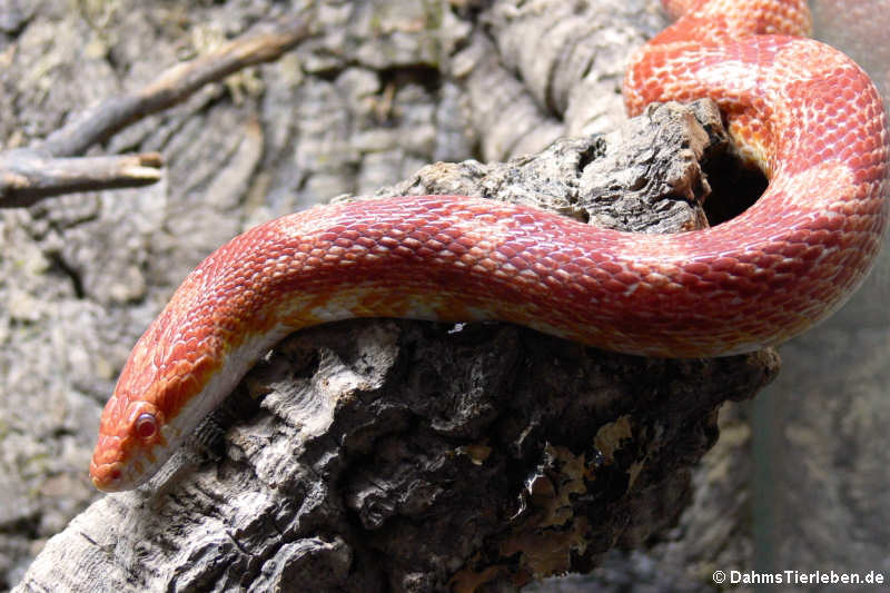 Kornnatter (Pantherophis guttatus)