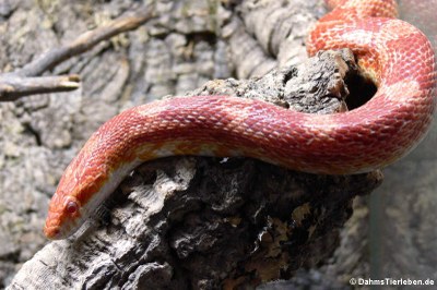 Kornnatter (Pantherophis guttatus)
