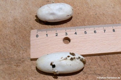 Die Eier werden etwa 4-4,5 cm groß