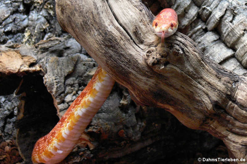 Pantherophis guttatus