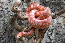 Kornnatter (Pantherophis guttatus) bei DahmsTierleben