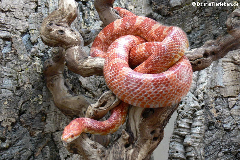 Kornnatter (Pantherophis guttatus)