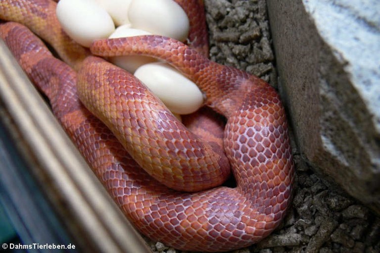 Pantherophis guttatus