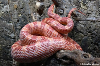 Kornnatter (Pantherophis guttatus)
