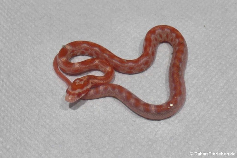 Pantherophis guttatus