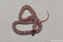 Pantherophis guttatus