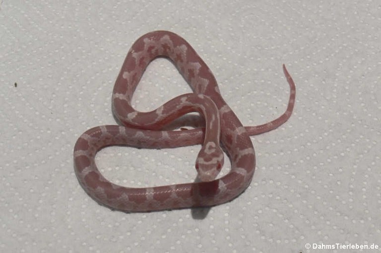 Pantherophis guttatus