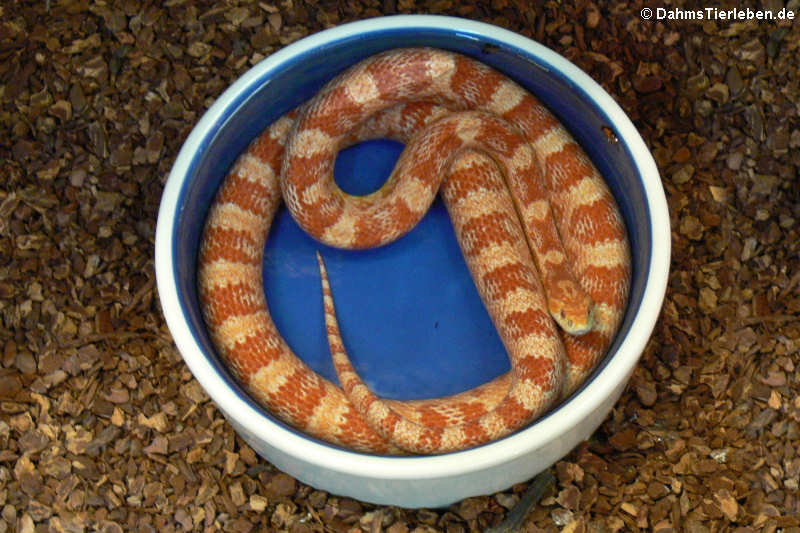 Pantherophis guttatus