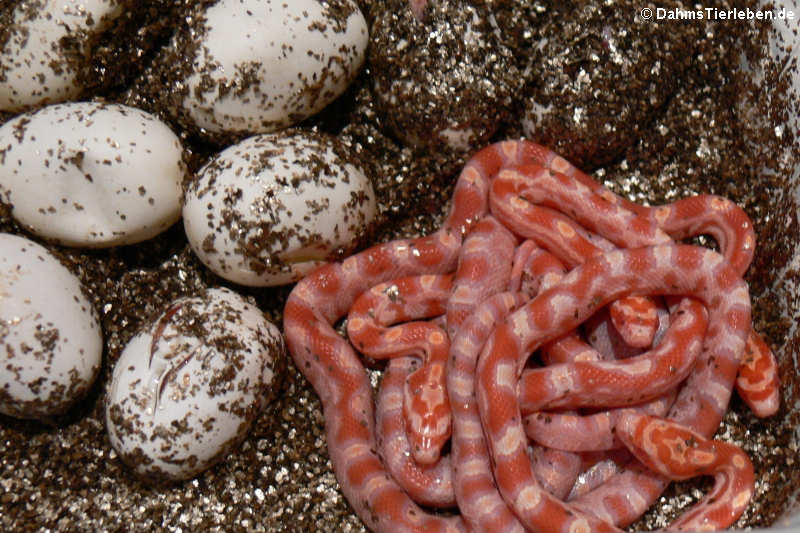 4 junge Kornnattern sind geschlüpft