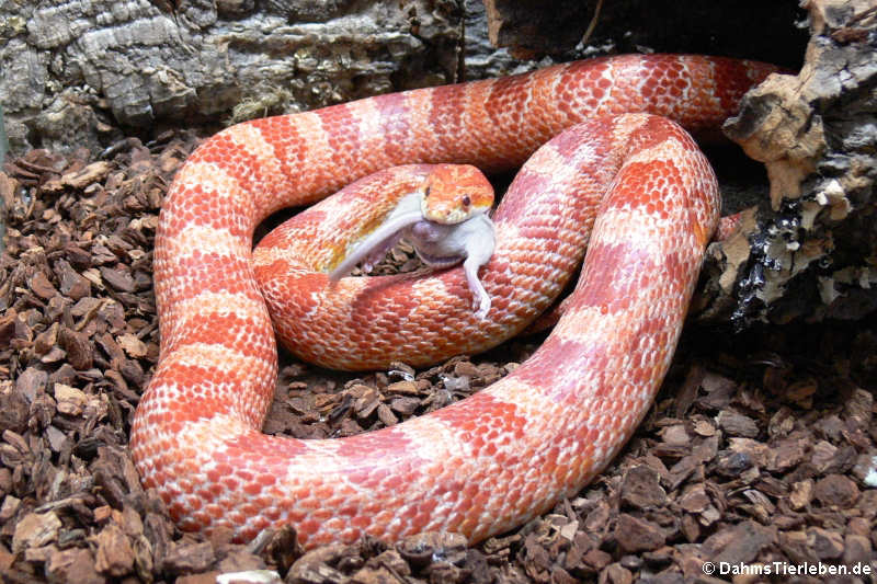 Kornnatter (Pantherophis guttatus)