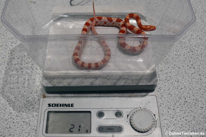 Pantherophis guttatus